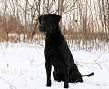 Vader